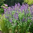'Blue Boa'  Hyssop