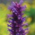 'Blue Boa'  Hyssop