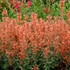 'Kudos™ Mandarin'  Hummingbird Mint