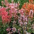 'Kudos™ Mandarin'  Hummingbird Mint