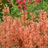'Kudos™ Mandarin'  Hummingbird Mint
