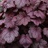 'Grape Soda™' Coral Bells