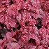 'Grape Soda™' Coral Bells