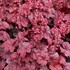 'Grape Soda™' Coral Bells