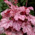 'Grape Soda™' Coral Bells