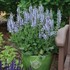 Salvia n. 'Crystal Blue' PPAF