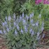 Salvia n. 'Crystal Blue' PPAF
