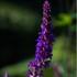 'East Friesland' Meadow Sage