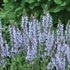 Salvia n. 'Crystal Blue' PPAF