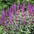 'Caradonna' Salvia - Perennial