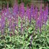 'Caradonna' Salvia - Perennial