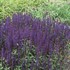 'Caradonna' Salvia - Perennial