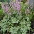 'Pink Fizz' Heucherella