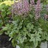 'Pink Fizz' Heucherella