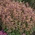 'Peachie Keen' Agastache