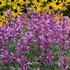 Agastache 'Rosie Posie'