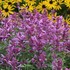 Agastache 'Rosie Posie'