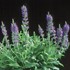 Dwarf Sage 'Marcus' (tm)