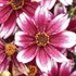 'Berry Chiffon' Coreopsis Satin & Lace™
