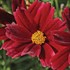'Red Elf' Coreopsis Tickseed