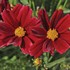 'Red Elf' Coreopsis Tickseed