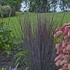 Schizachyrium 'Smoke Signal' PPAF