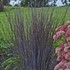 Schizachyrium 'Smoke Signal' PPAF