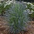 'Twilight Zone' Schizachyrium Little Bluestem