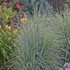 'Twilight Zone' Schizachyrium Little Bluestem