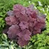 'Lava Lamp'  Heuchera Coral Bells