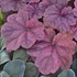 'Lava Lamp'  Heuchera Coral Bells