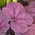 'Lava Lamp'  Heuchera Coral Bells