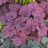 'Lava Lamp'  Heuchera Coral Bells