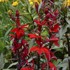 'Vulcan Red'  Cardinal Flower