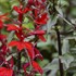 'Vulcan Red'  Cardinal Flower