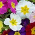 'Pacific Hybrids' English Primrose