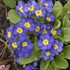'Pacific Hybrids' English Primrose