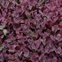 Firecracker - SunSparkler® Sedum