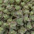 'Lime Zinger' Stonecrop