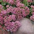 'Lime Zinger' Stonecrop