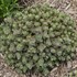 'Lime Zinger' Stonecrop