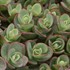 'Lime Zinger' Stonecrop