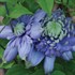 'Blue Light'® Clematis