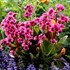 Bergenia 'Flirt'  Pig Squeek