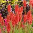Kniphofia 'Redhot Popsicle'