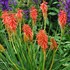 Kniphofia 'Redhot Popsicle'