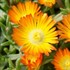 Delosperma Wheels of Wonder® Orange