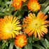 Delosperma Wheels of Wonder® Orange
