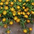 Delosperma Wheels of Wonder® Orange