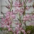 Gaura  'Little Janie'  Whirling Butterflies